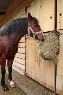 Welsh pony
