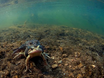 Common common frog
