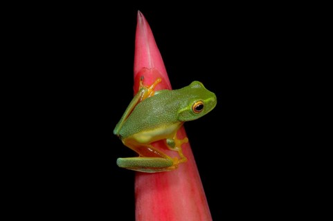 Treefrog