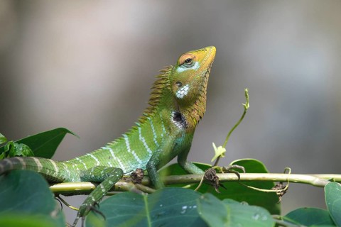 Green forest lizard