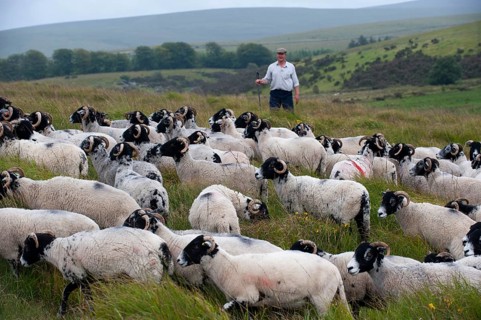 Domestic Sheep
