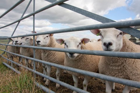 Domestic Sheep