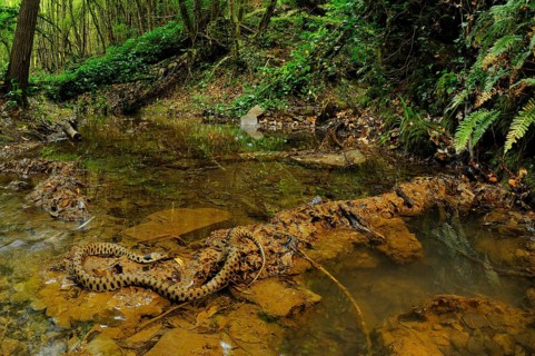 Grass snake