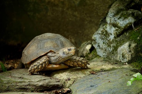 Brown Tortoise