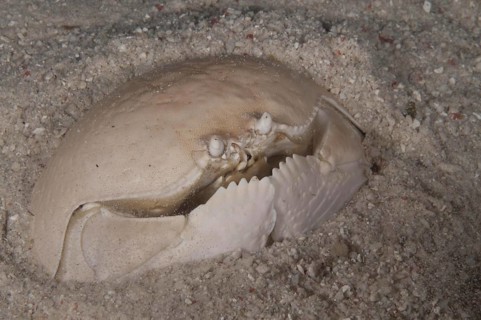 Spotted pubic crab