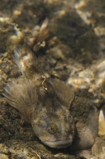 Bullhead