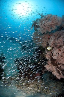 Bleeker's Cardinalfish