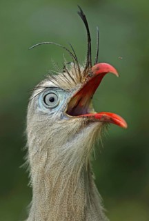 Red-legged Seriema