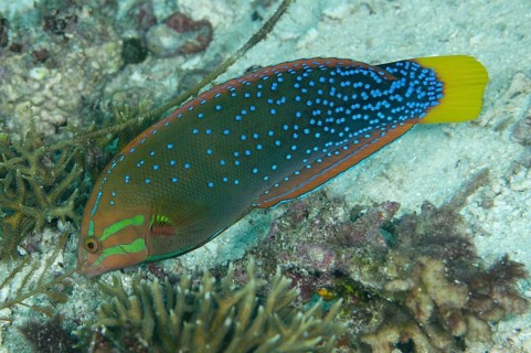Yellowtail coris