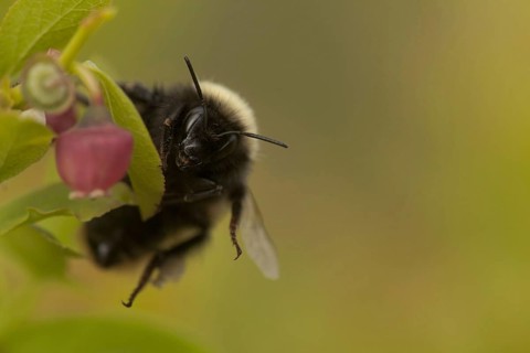 Mountain bumblebee