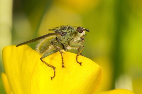 Yellow Dungfly