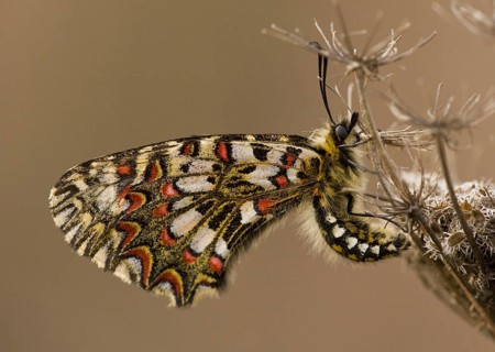 Spanish festoon