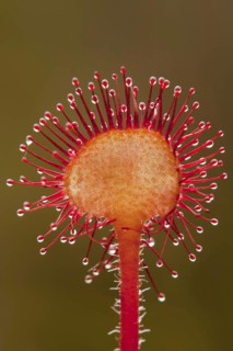 Round-leaved Sundew