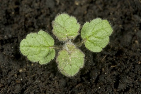 Hedge woundwort