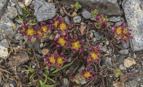 Two-flowered purple saxifrage