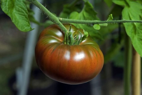 Tomato