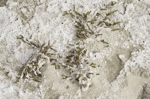 Perennial salt-encrusted glasswort