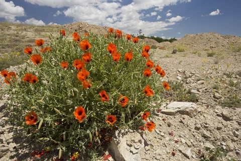 Large-flowered Horned Poppy