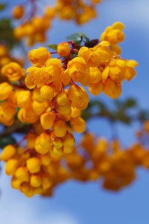 Darwin's darwin's barberry