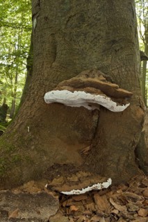 Artist's Fungi