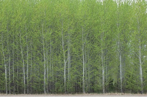 Aspen