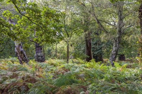 English oak