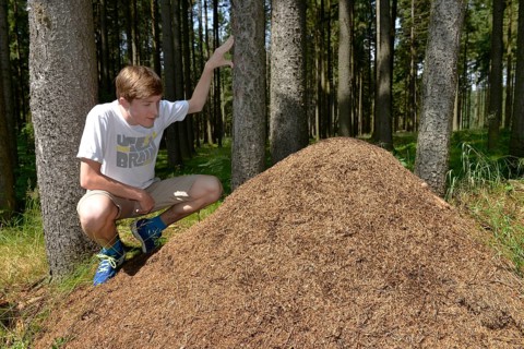 Anthill