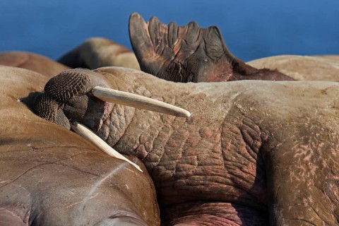 Walruses