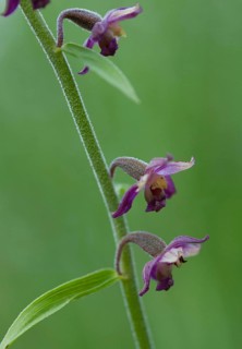 (Epipactis atrorubens)