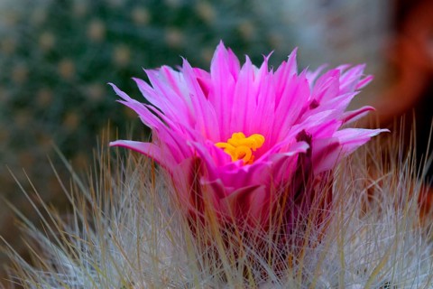 Thelocactus macdowellii