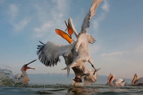 Dalmatian Pelicans