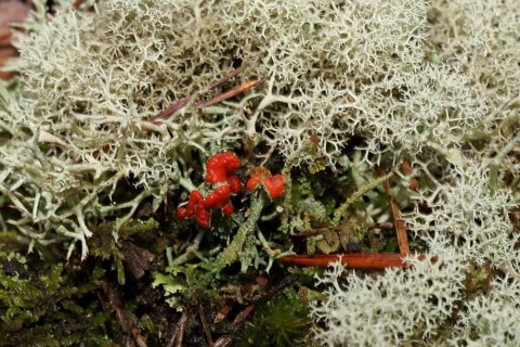 Scarlet cup lichen