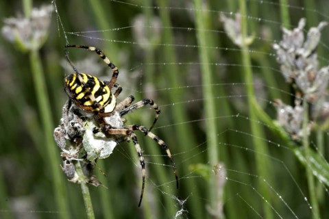 Wasp spider