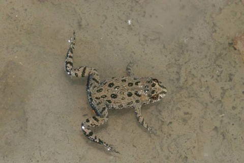 Fire-bellied toad