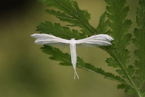 feather ghost