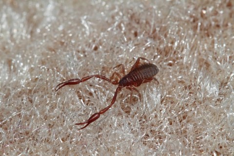 Book Scorpio