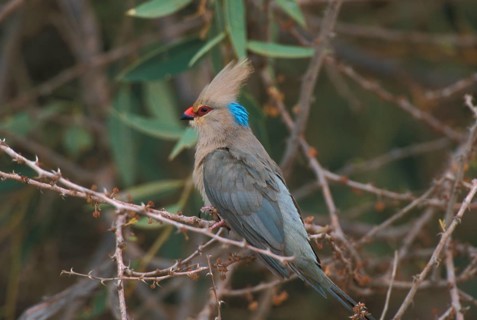 Blue-naped Mousebird