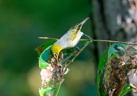 Grey-backed White-eye
