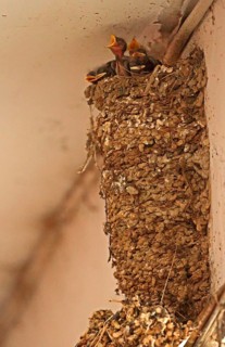 Barn Swallow
