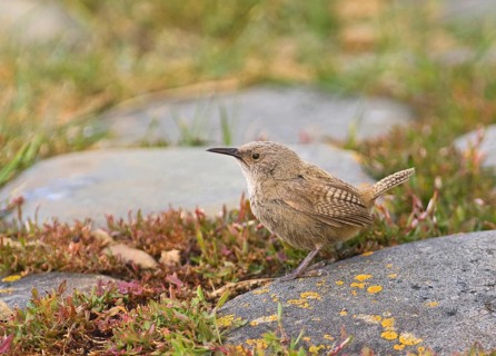 Cobb's Wren