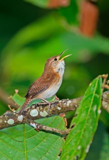 Southern House Wren