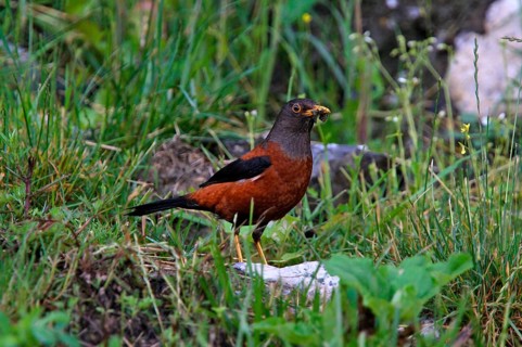 Chestnut thrush