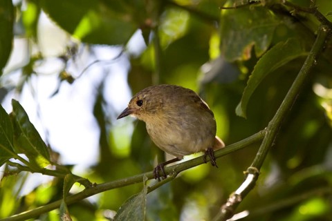 Warbler Finch