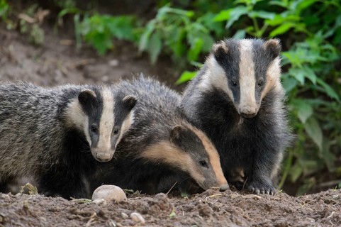 Eurasian Badger