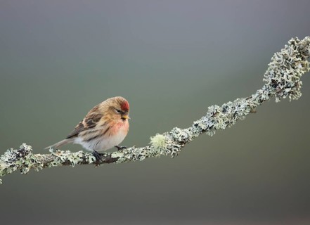 Lesser Redpoll