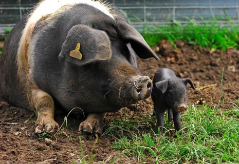 Domestic Pig