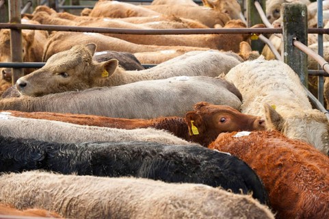Domestic cattle