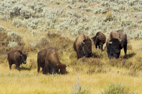 North American Bison