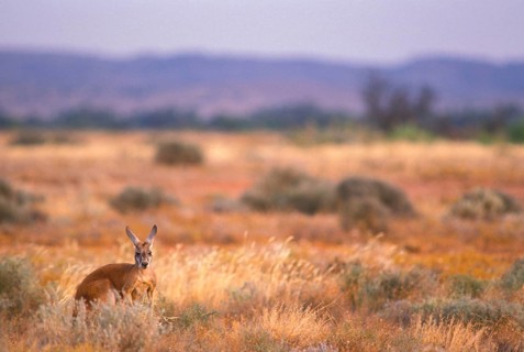 Red kangaroo