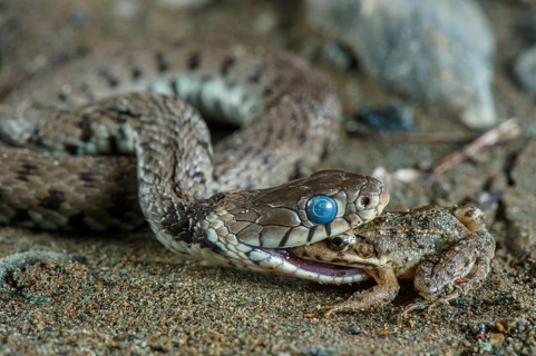 Grass Snake
